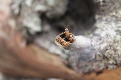 Close-up of spider on rock