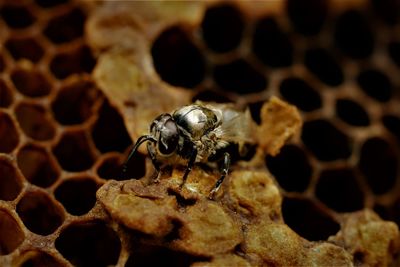 Close-up of bee on leaf