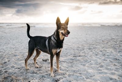 Dog standing on beach