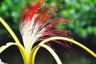 Close-up of plant