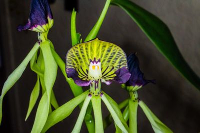 Close-up of purple flowers