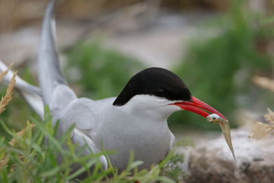 Close-up of a bird on field