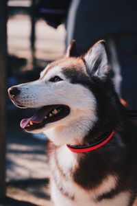 Close-up of a dog looking away