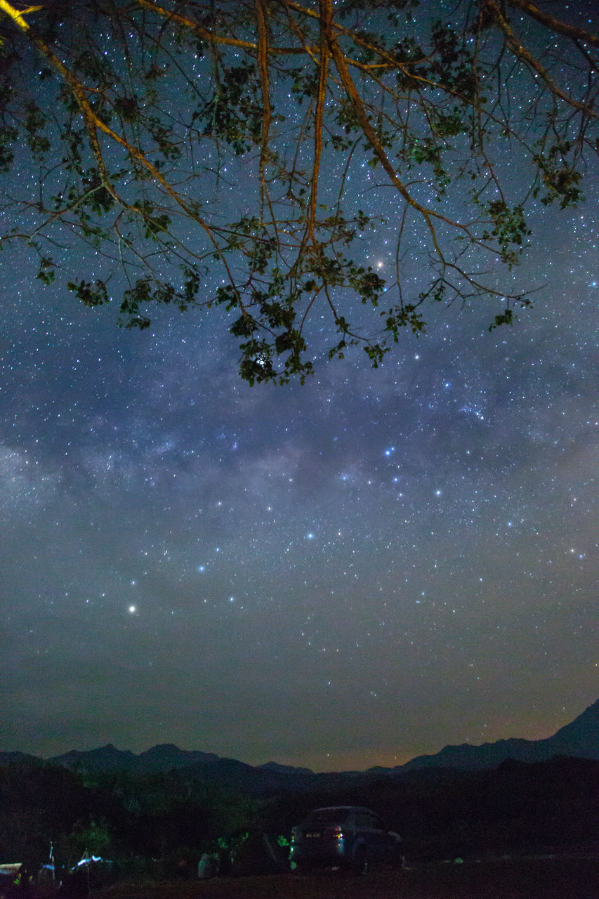 SCENIC VIEW OF TREE AGAINST SKY