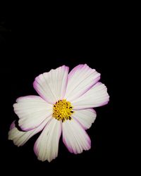 Close-up of flower against black background