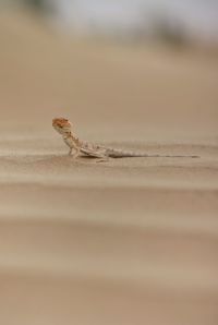 Close-up of insect on sand