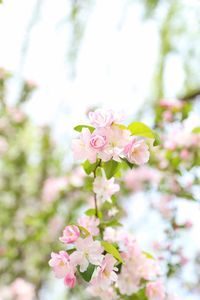 Close-up of pink cherry blossoms against sky