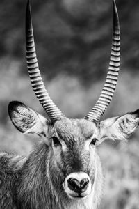 Close-up portrait of deer