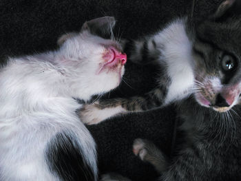 High angle view of kitten