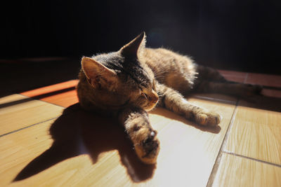 Cat lying on floor