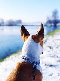 Close-up of a dog