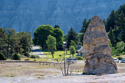 Trees growing on rocks against mountain