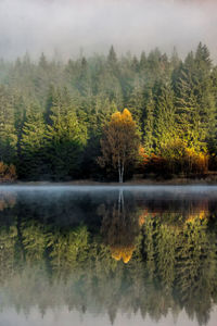 Scenic view of lake in forest during autumn