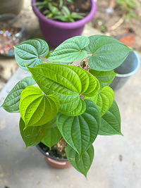 High angle view of leaves in potted plant