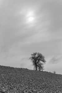 Trees on landscape against the sky