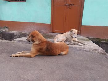 Dog lying on a door