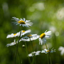 Close-up of white flowering plant on field