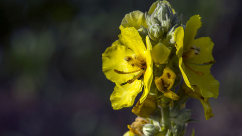 Close-up of yellow flowering plant