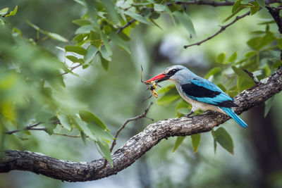 Bird perching on a branch