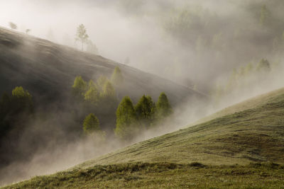 Trees growing on mountain