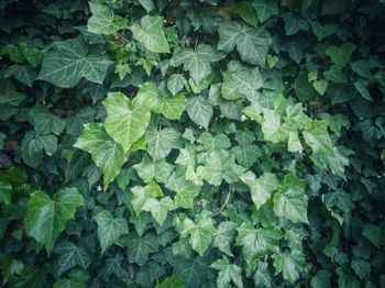Full frame shot of wet leaves on field
