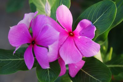 Close-up of pink flowering plant