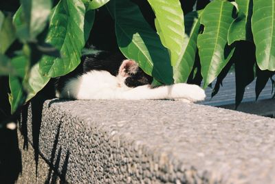 View of cat relaxing on plant