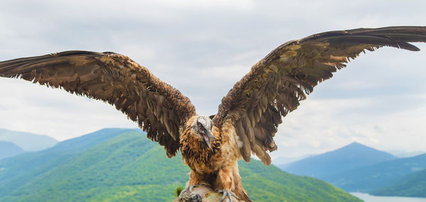 Bird flying over mountain range against sky