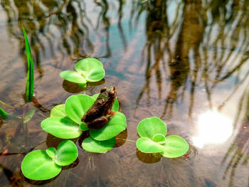 Close-up of green plants in water