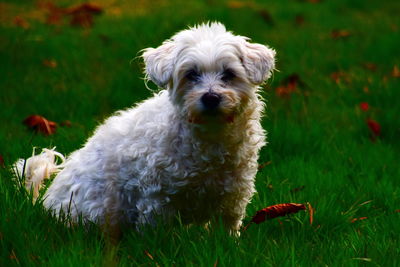 Portrait of dog on field