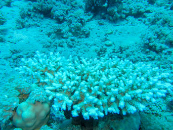 Fish swimming in sea