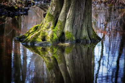 Close-up of tree trunk by lake