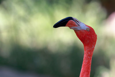 Close-up of american flamingo outdoors