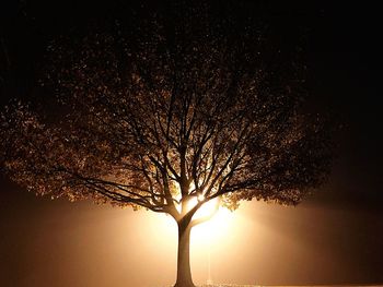 Silhouette tree against sky during sunset