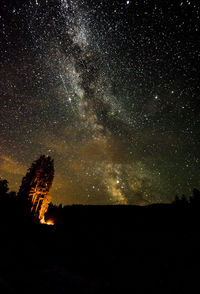 Silhouette trees against sky at night