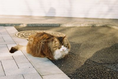 Cat sitting outdoors