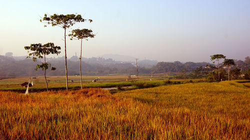 Scenic view of field against sky