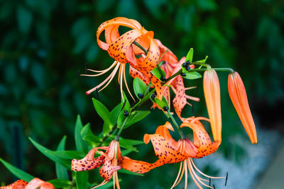 Close-up of orange flowering plant