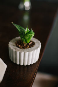 Close-up of potted plant on table