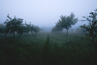 Trees on field against sky