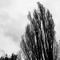 Low angle view of tree against sky