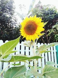 Low angle view of sunflower blooming against sky