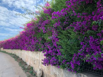 Pink flowering plants by road against sky