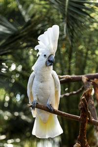 White cockatoo tropical bird perching on a branch