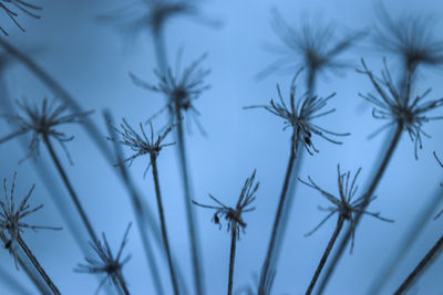 Low angle view of dandelion against sky