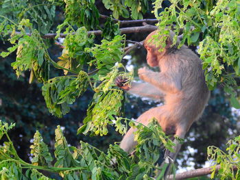 Monkey sitting on tree