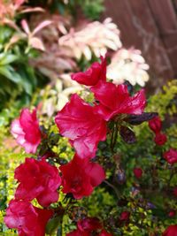 Close-up of pink flowers blooming outdoors