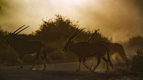 Deer standing on field against sky