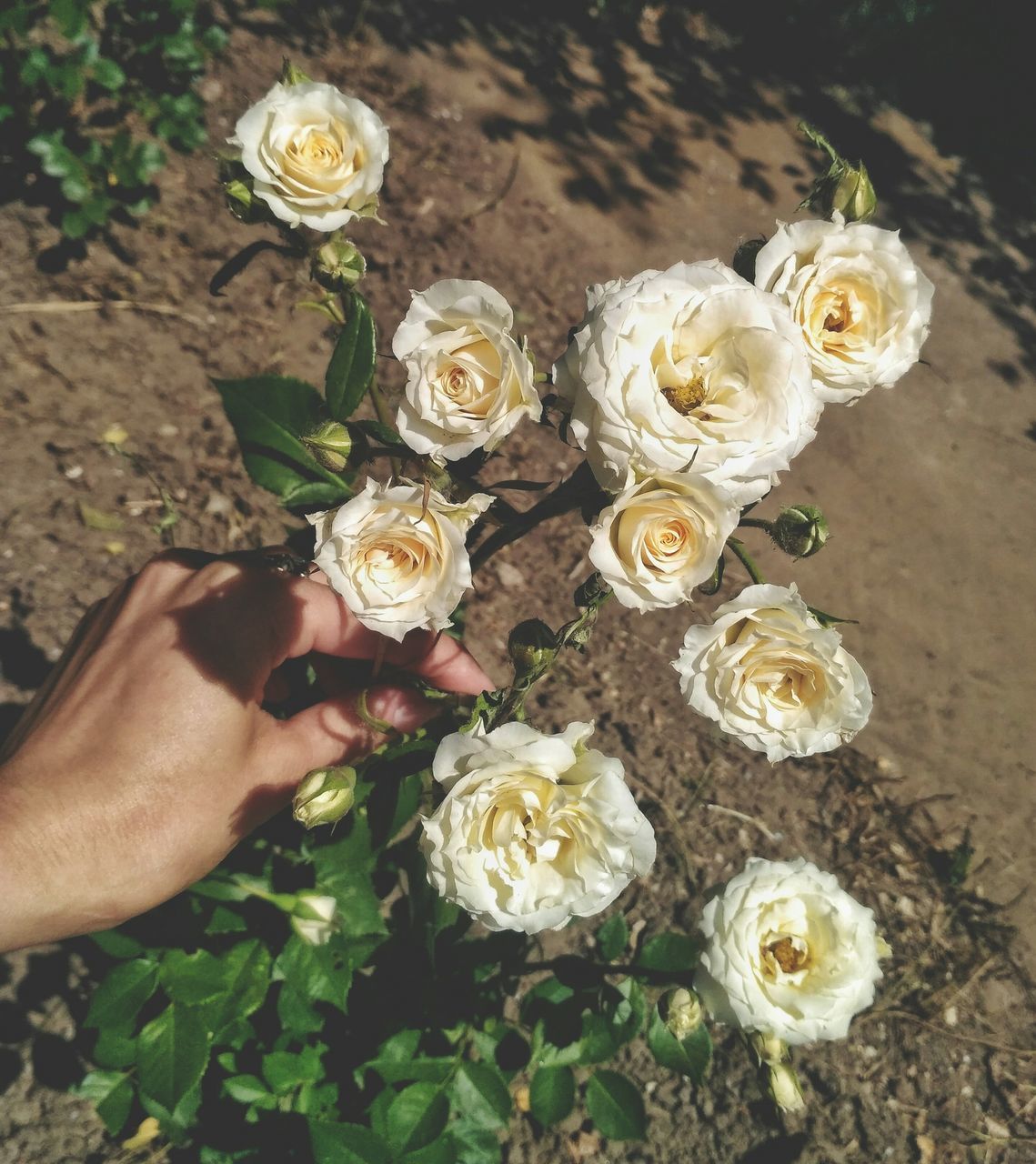 HIGH ANGLE VIEW OF ROSE BOUQUET ON WHITE ROSES