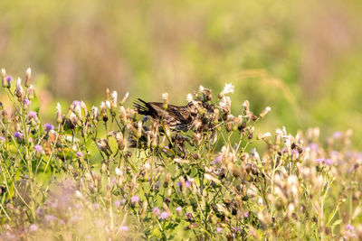 Close-up of butterfly on purple flowering plants